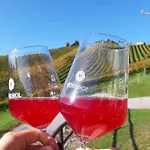 Naturjuwel Inmitten Der Weinberge