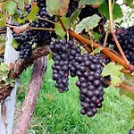 Apartment Naturjuwel Inmitten Der Weinberge *
