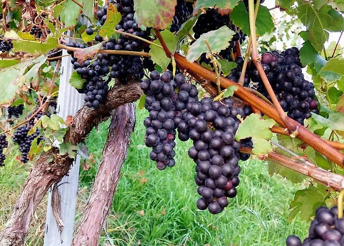Appartement Naturjuwel Inmitten Der Weinberge *
